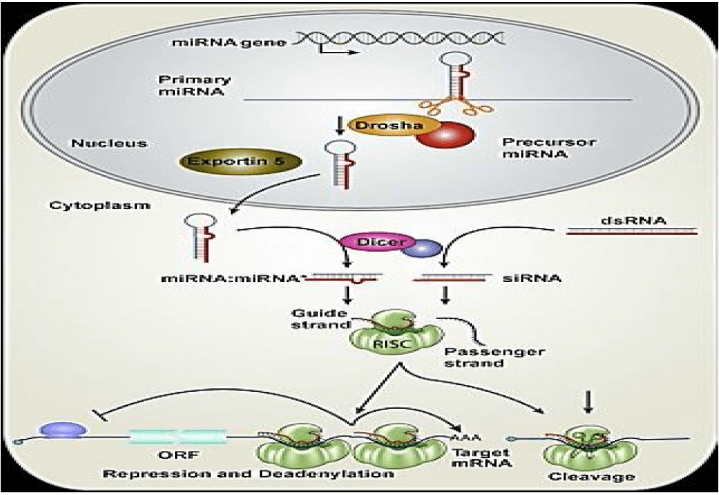 Regulation Of Mirna Biology Ease