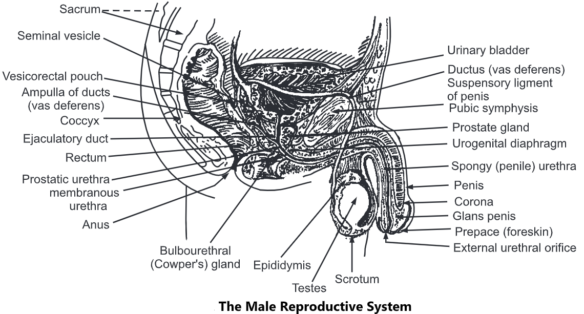 Male Reproductive System Structure Functions Biology Ease