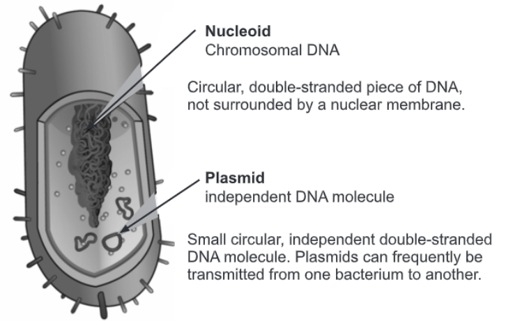 Bacterial cell with chromosomal DNA and Plasmid
