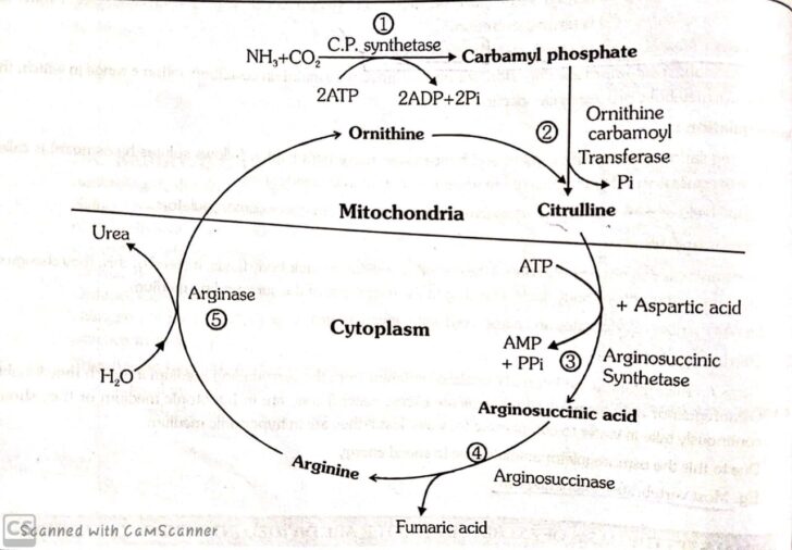 Excretory products and their eliminations