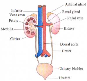Excretory products and their eliminations
