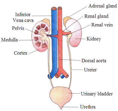 Excretory products and their eliminations - Biology Ease