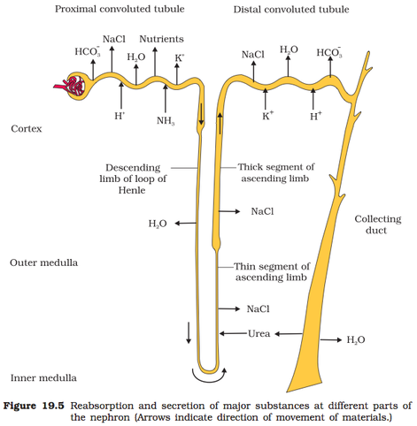 Excretory products and their eliminations - Biology Ease