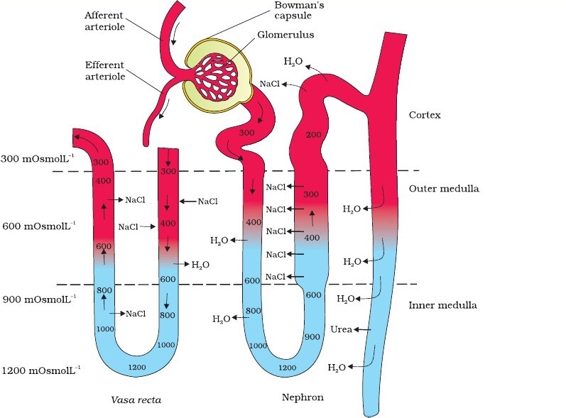 Excretory products and their eliminations - Biology Ease