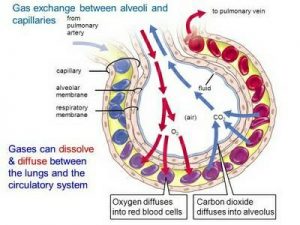 Study Notes on Breathing and Exchange of Gases