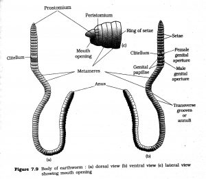 Study Notes on Structural Organization of Animals