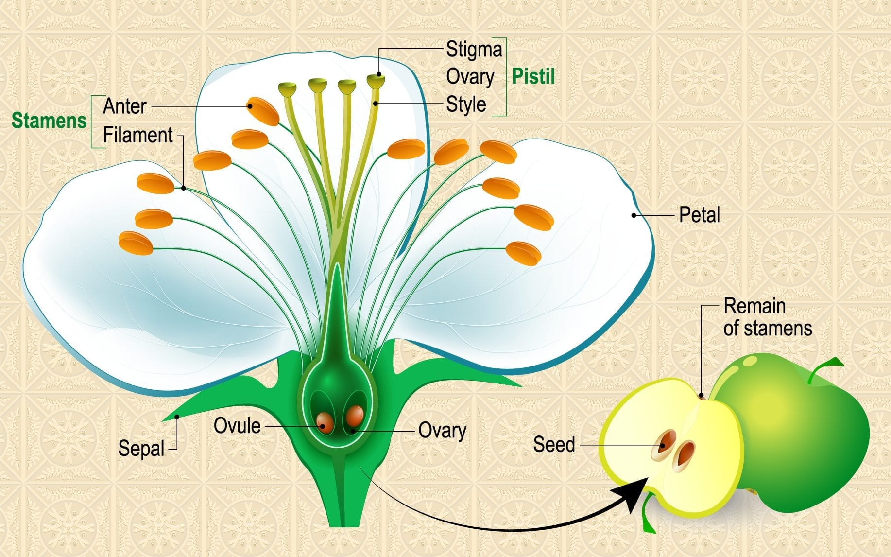 Anatomy of flowering plants 01