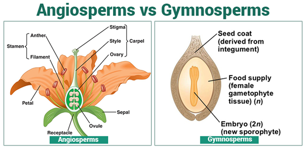 Angiosperms and Gymnosperms