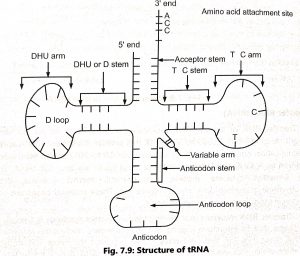 Structure of RNA and its types