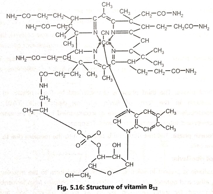 Production of Vitamin B12 (Cobalamin)