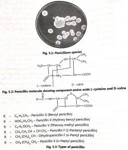 Production of Penicillin