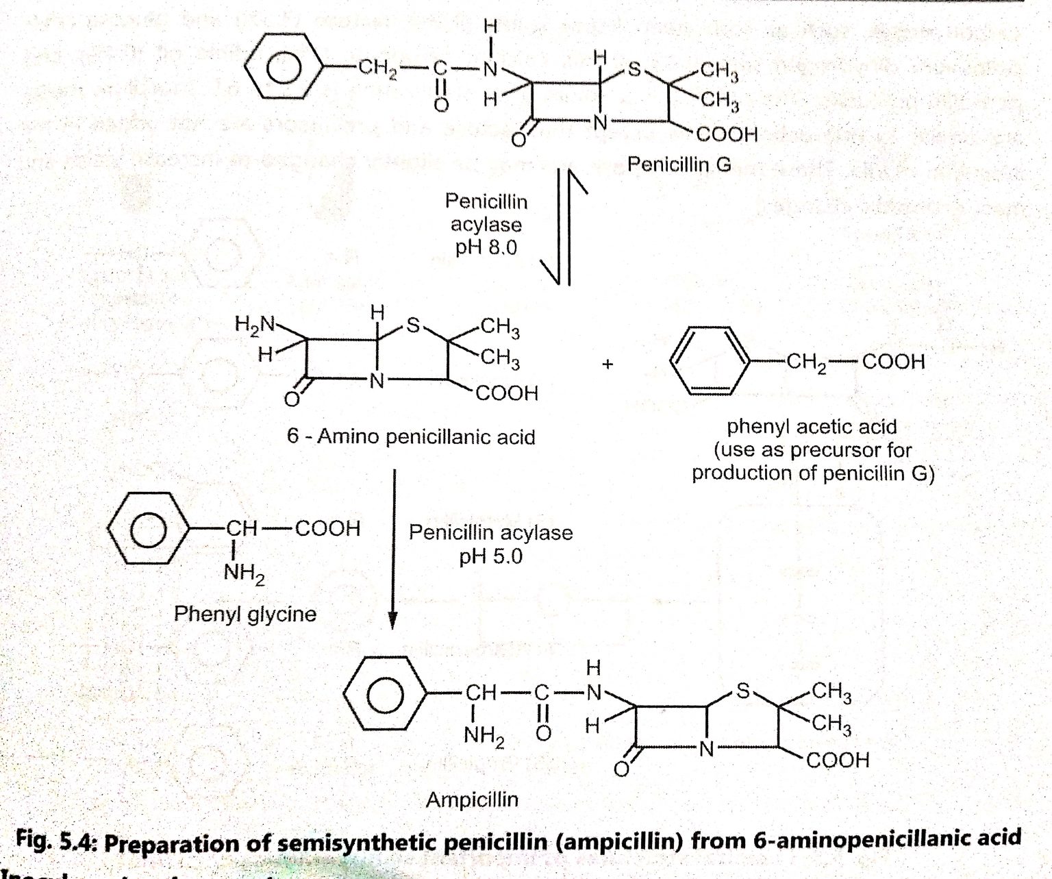 Production of Penicillin Biology Ease