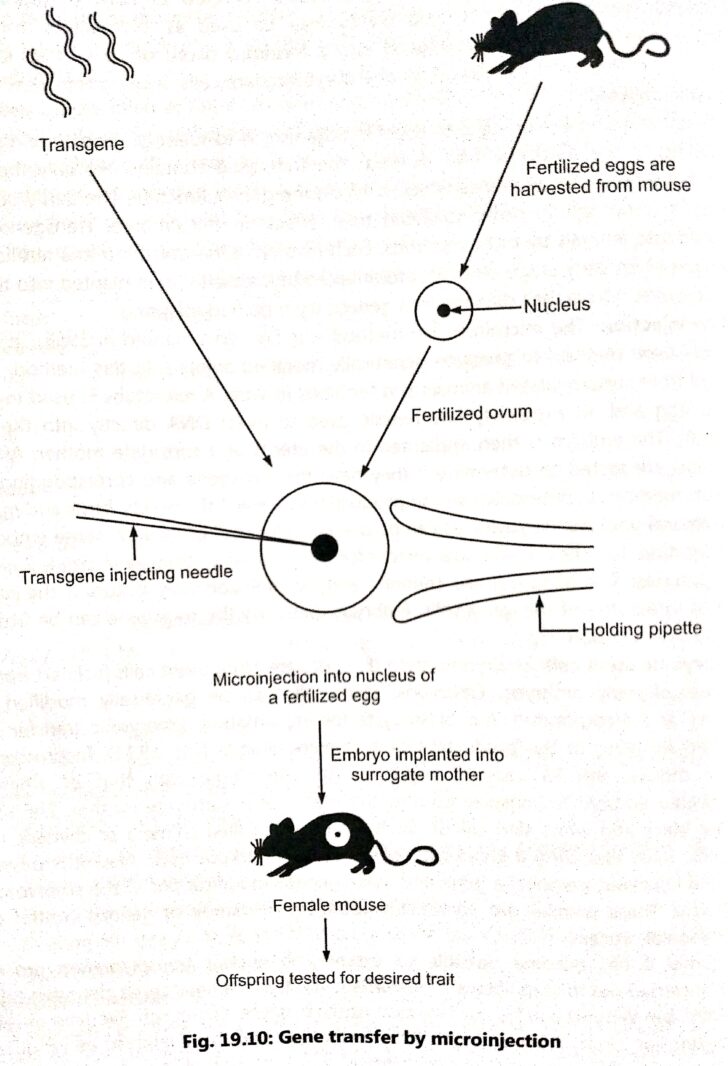 Methods of producing transgenic animals
