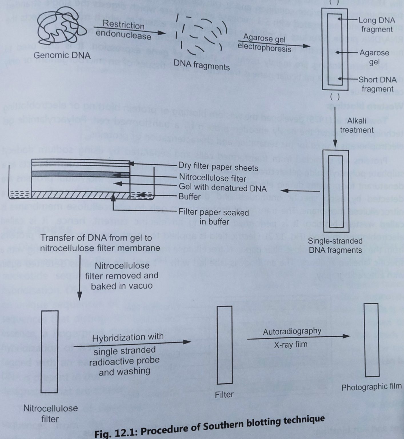 Blotting Technique Types - Biology Ease