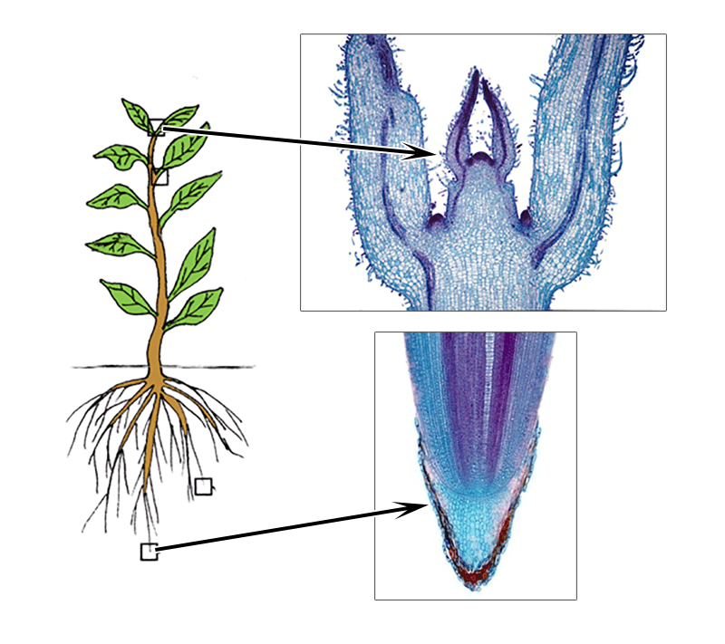 Anatomy Of Flowering Plants | Biology Ease