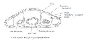 Phylum Platyhelminthes