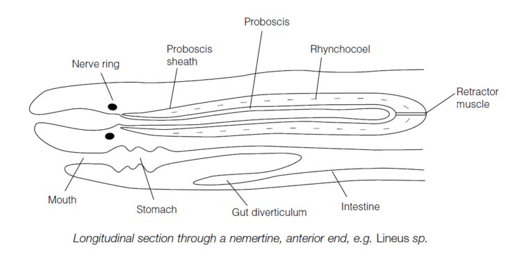 Phylum Nemertina (Nemertea Or Rhynchocoela)