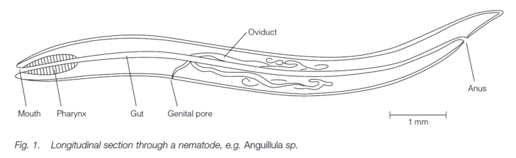 Phylum Nematoda