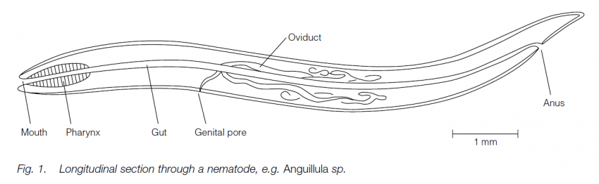 Phylum Nematoda - Biology Ease