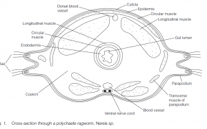 nereis cross section diagram