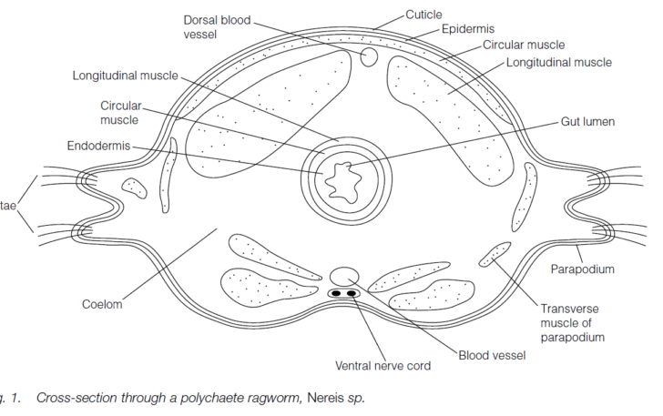 Phylum Annelida