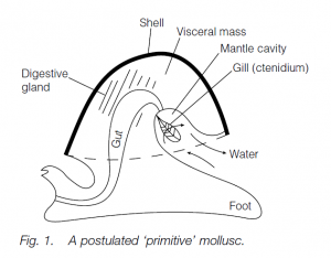 mollusca diagram