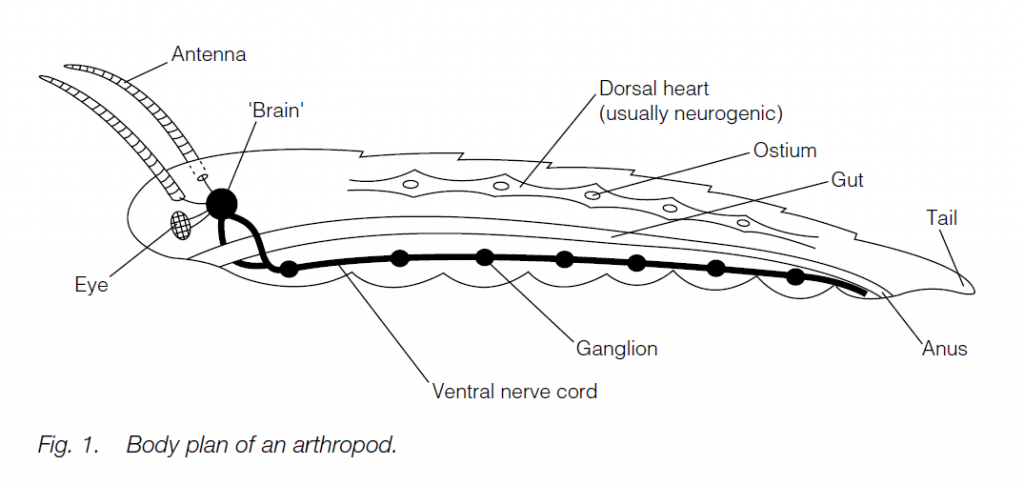 Phylum Arthropoda - Biology Ease