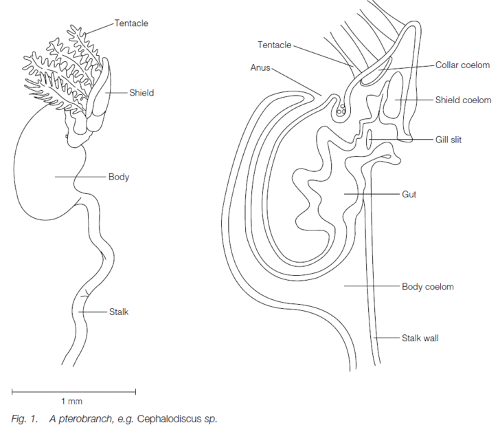 Phylum Hemichordata: Characteristics Features and Classes