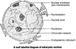Nucleus- Overview