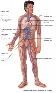 The Cardiovascular and Lymphatic Systems and Their Defenses