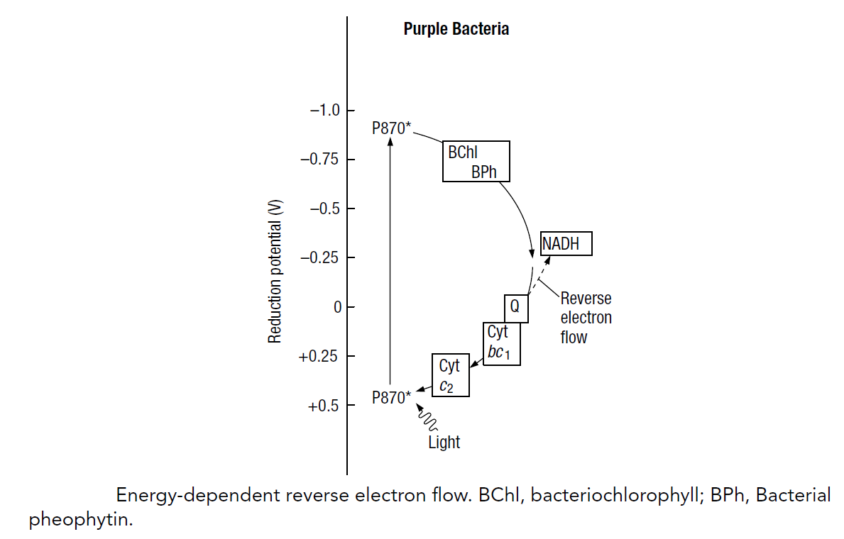 Autotrophic reactions - Biology Ease