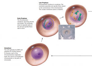 Cell Cycle (Mitosis)