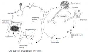 Reproduction in fungi