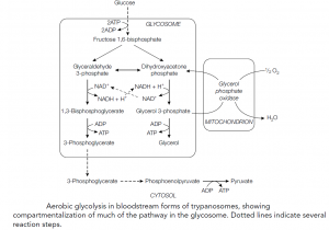 Nutrition and metabolism of Archaeplastida, Excavata, Chromalveolata, and Amoebozoa