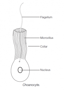 Phylum Cnidaria (Coclenterata)