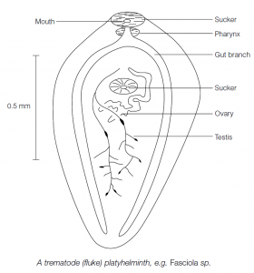 Phylum Platyhelminthes