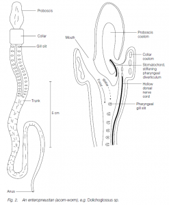 Phylum Hemichordata