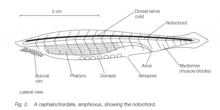 Phylum Chordata - Biology Ease