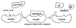 Enzymes and its properties