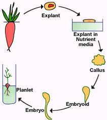 Types of plant tissue culture