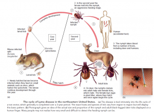 Lyme Disease| Overview
