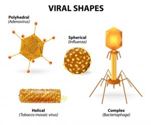 Nature of Virus