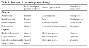 Fungal structure and growth