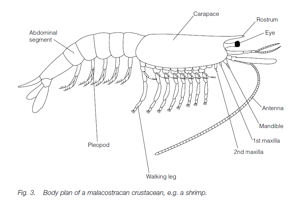 phylum-arthropoda-biology-ease