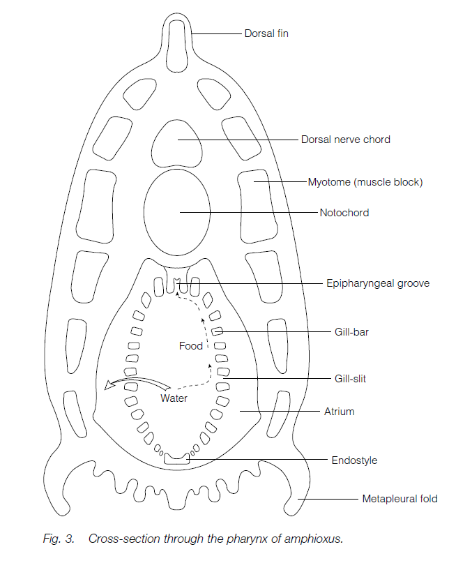 Phylum Chordata - Biology Ease