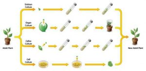 Types of plant tissue culture