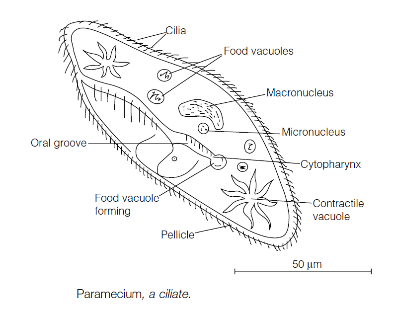 The Protozoa - Biology Ease