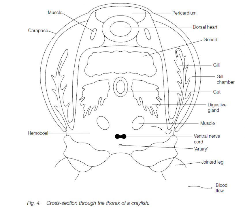 Phylum Arthropoda - Biology Ease
