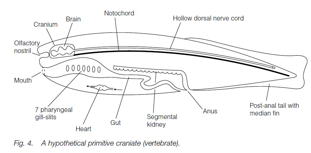 Phylum Chordata - Biology Ease