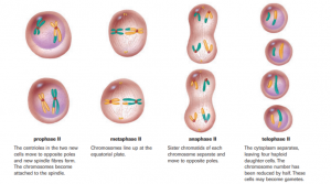 Cell Cycle (Meiosis) - Biology Ease